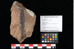 Foto (Objekt + Etikett) von Pronephrium stiriacum (Unger) Knobloch et Z.Kvacek (NHMW-GEO-2024-0188-0111)